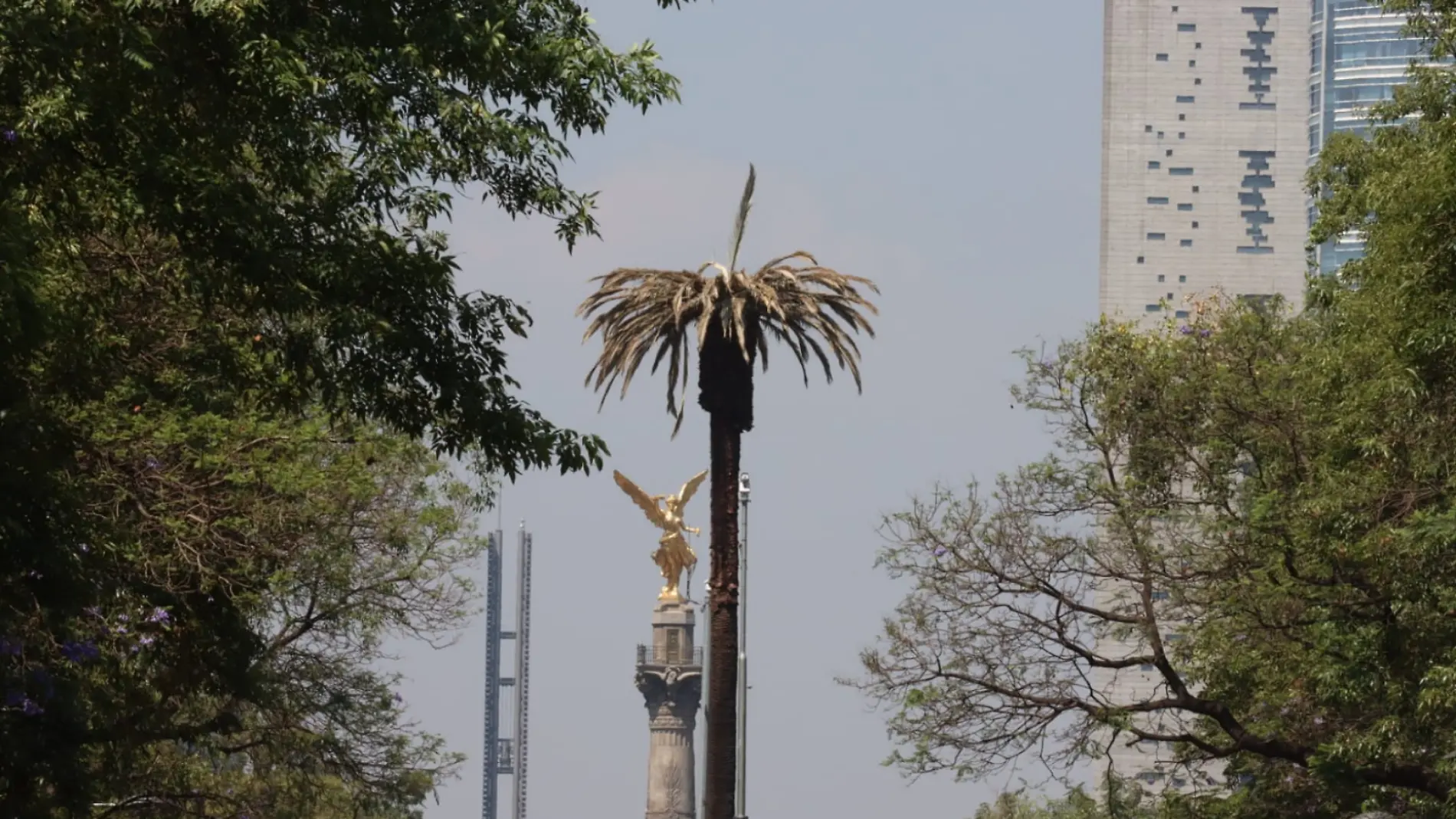 Palmas a la palma capitalinos se despiden del icónico árbol de Reforma